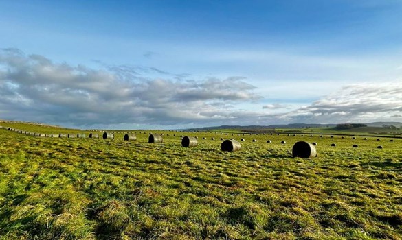 Round bales in rows in a grassy field under blue sky